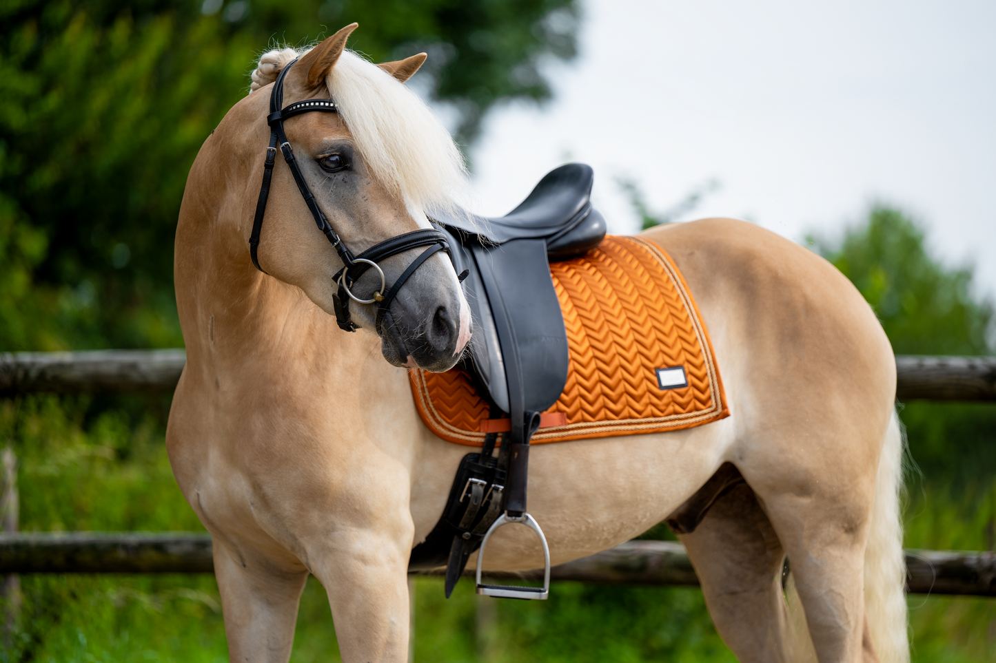 Roest Dressuur Full