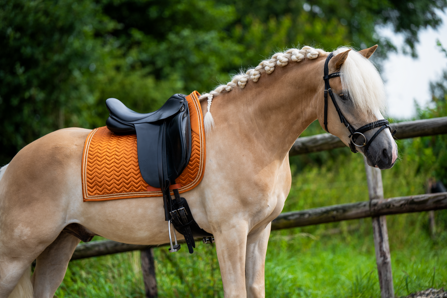 Roest Dressuur Full