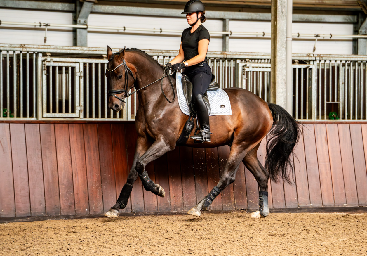 Silver Dressuur Full