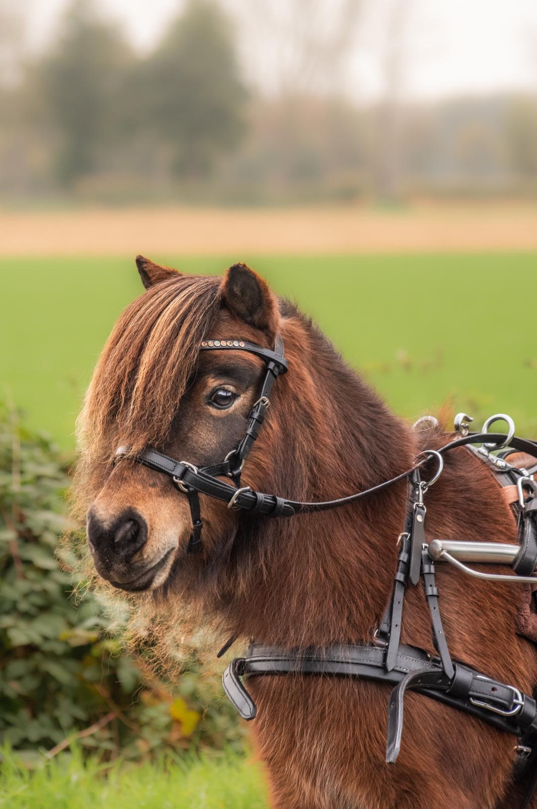 Frontriem model Bronze