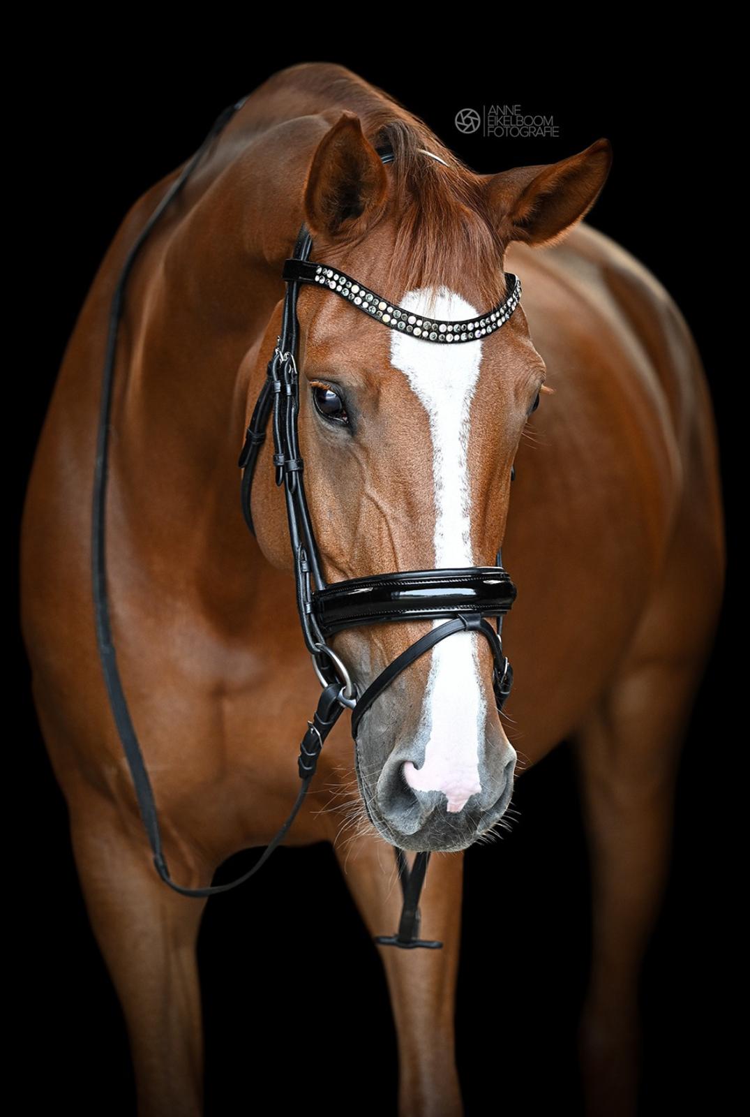 Frontriem model Gold